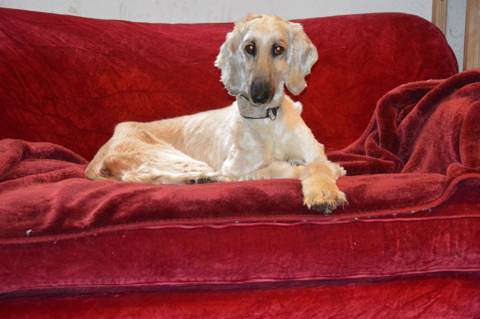 Afghanen-Hündin: Helene